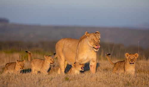 Lioness and cubs Lioness and cubs